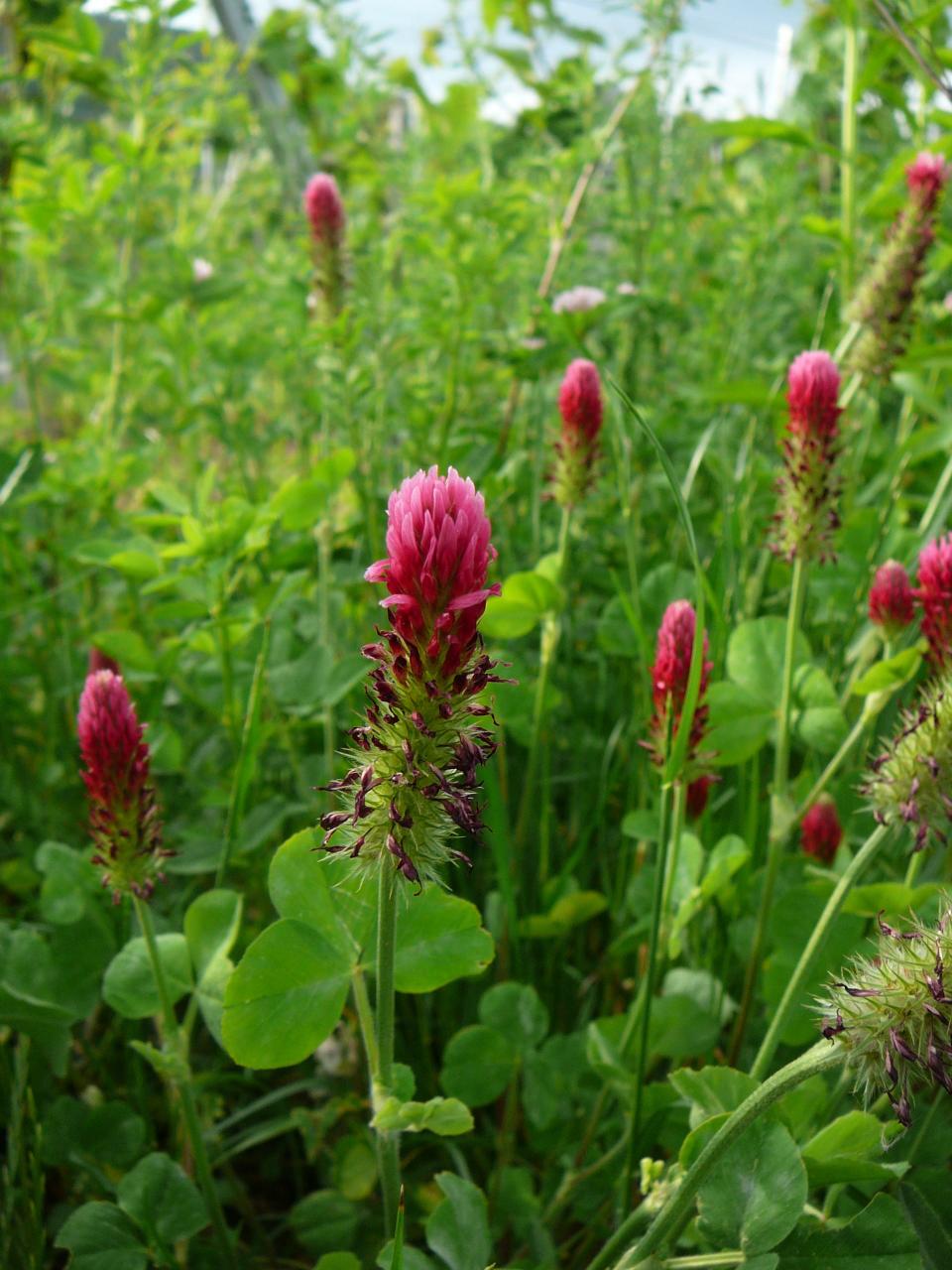Crimson clover is a cover crop as well as nectar source.