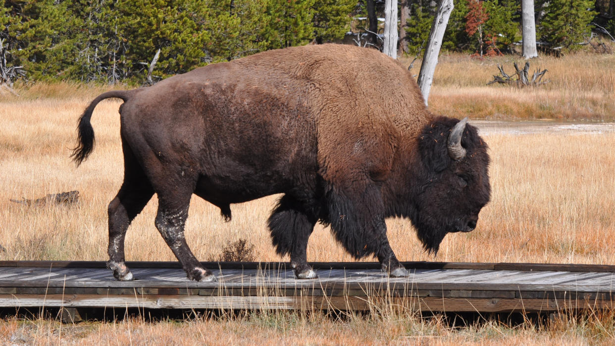  Bison walking on boardwalk at Yellowstone National Park. 