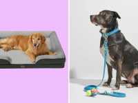 A collage with a dog wearing a collar and a dog laying on a dog bed.