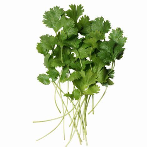 Cilantro