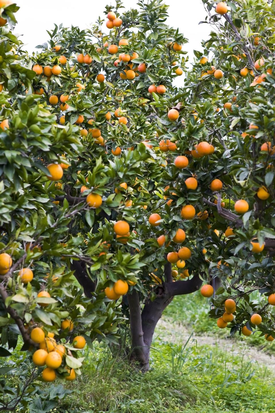 Catania's orange trees.