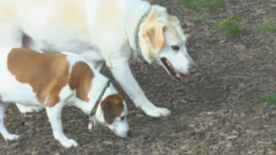 Dina and Casper, two dogs in the off-leash area of Optimist Memorial Park in Windsor.