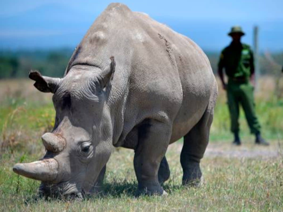 Numbers of white rhino in Africa plummeted by almost 12 per cent (AFP via Getty Images)