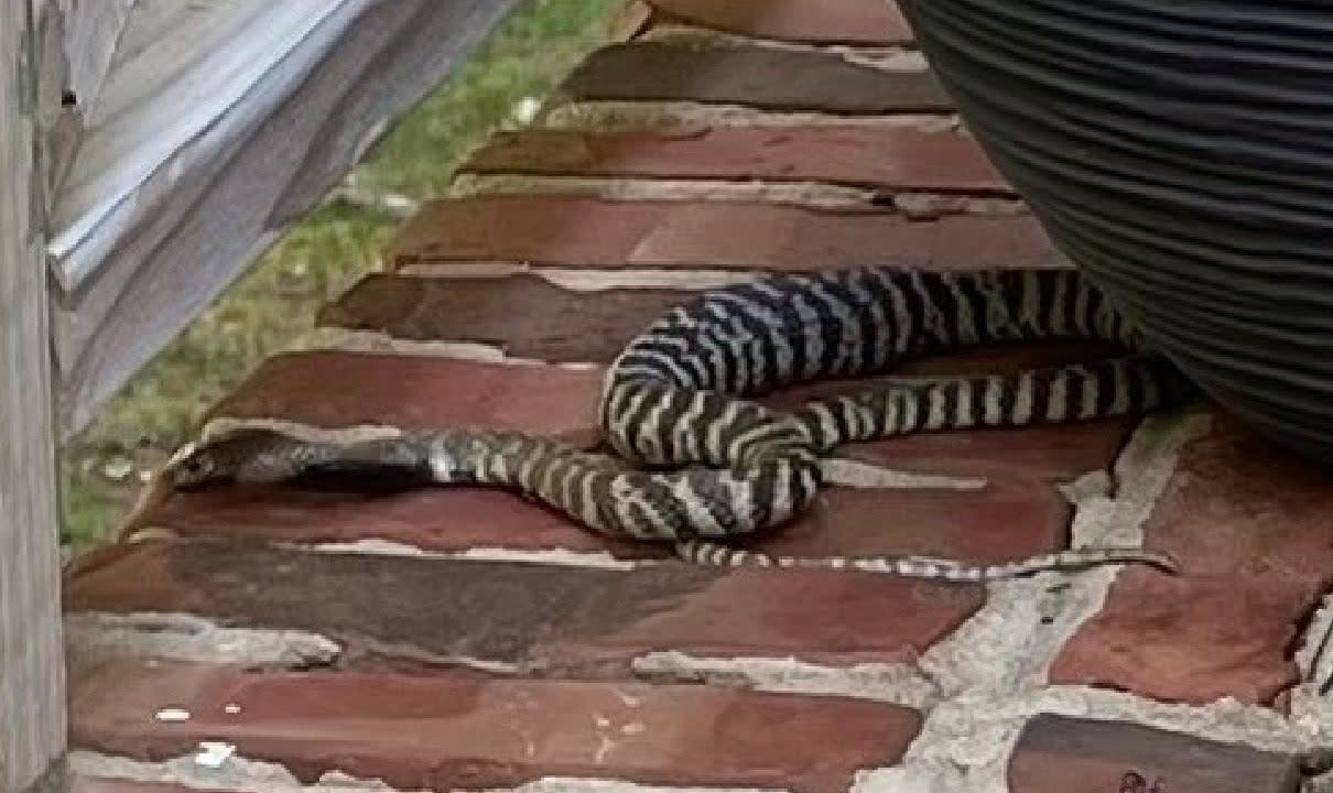 Spitting cobra on the loose in North Carolina neighbourhood (Raleigh Police Department)