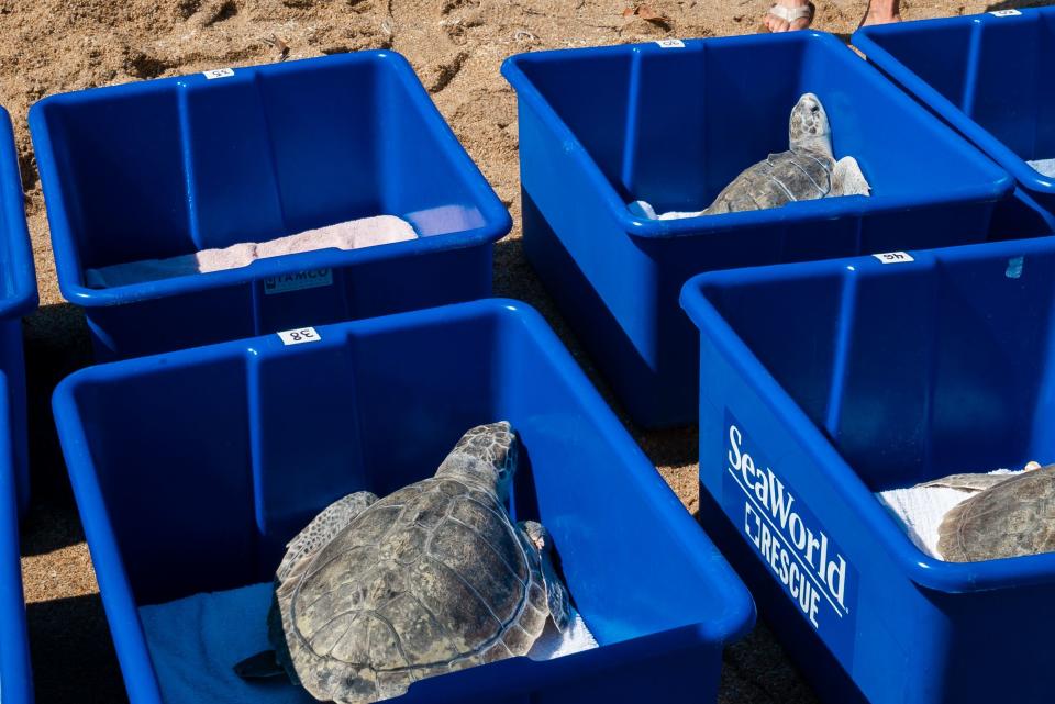 The 10 juvenile turtles join more than 2,500 sick, stranded, and injured sea turtles rescued and rehabilitated by SeaWorld coast-to-coast since 1980.