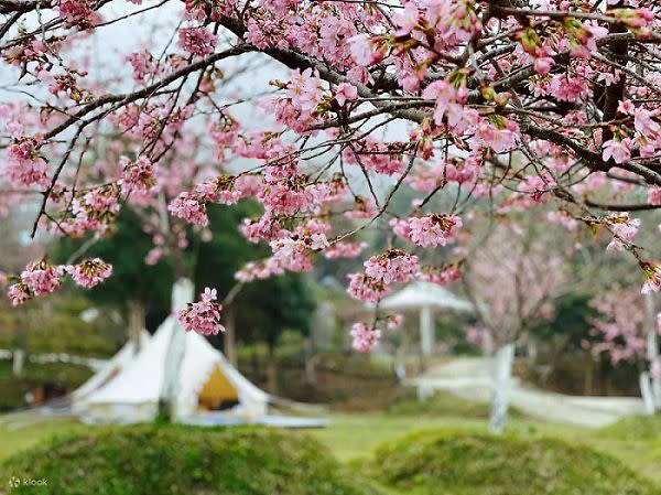 ▲去（2022）年底甫開幕的全新賞櫻秘境「千野村」、泡湯與近年相當流行的露營都是賞櫻的新選擇。（示意圖／業者提供）