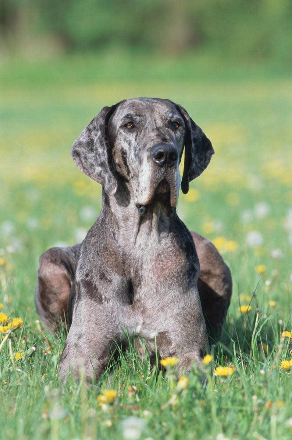 best large breed dogs great dane