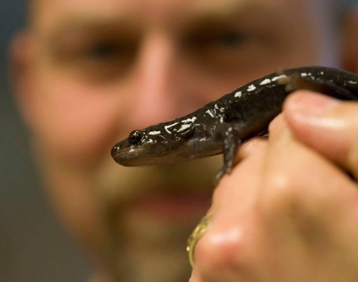 The Idaho giant salamander is almost exclusively found in Idaho, with a small population also existing in Montana.