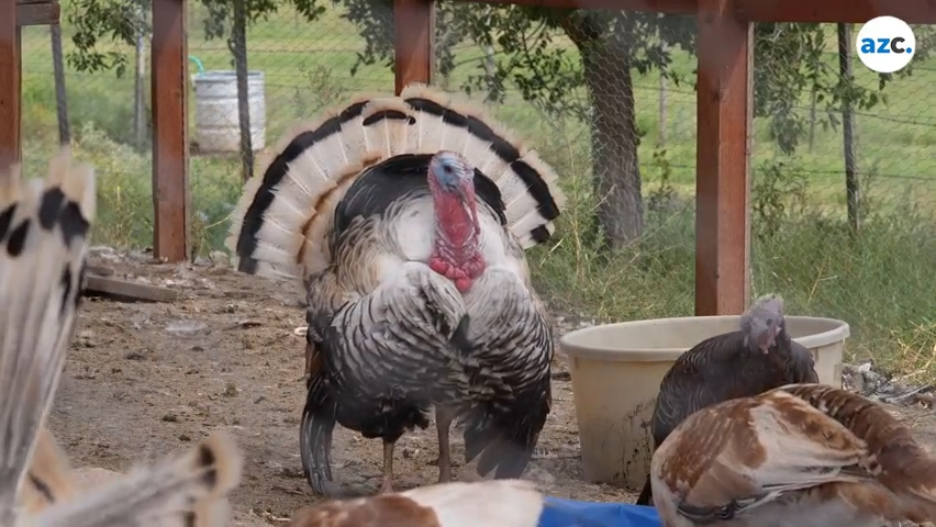 Moon River Beef also raises turkeys for sale