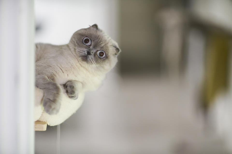 Scottish fold kitten looking at camera