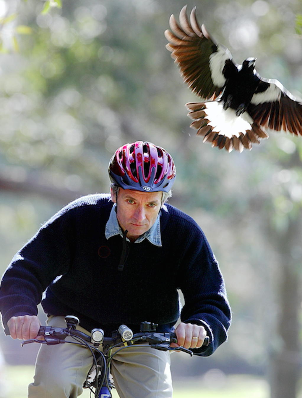 Magpie attacks on cyclists in Australia are often reported during spring