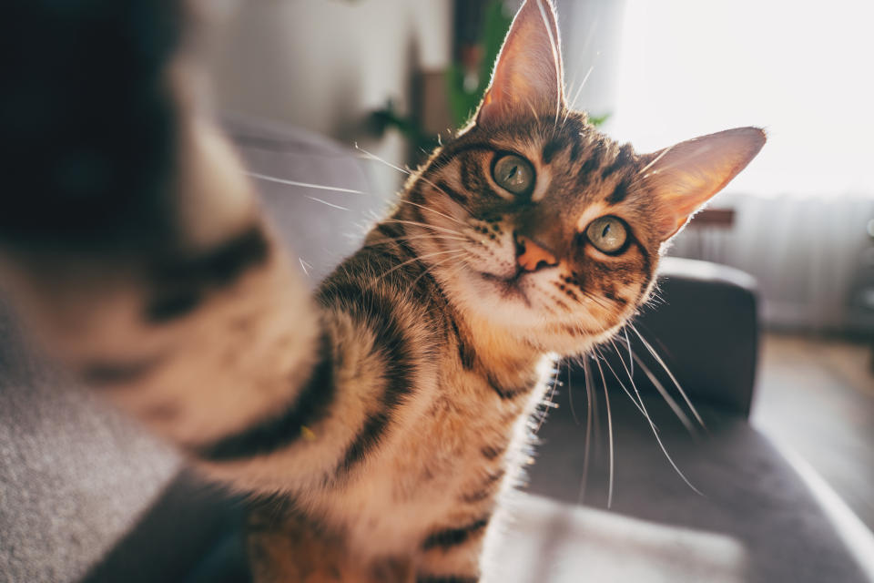 Close-up of a tabby cat