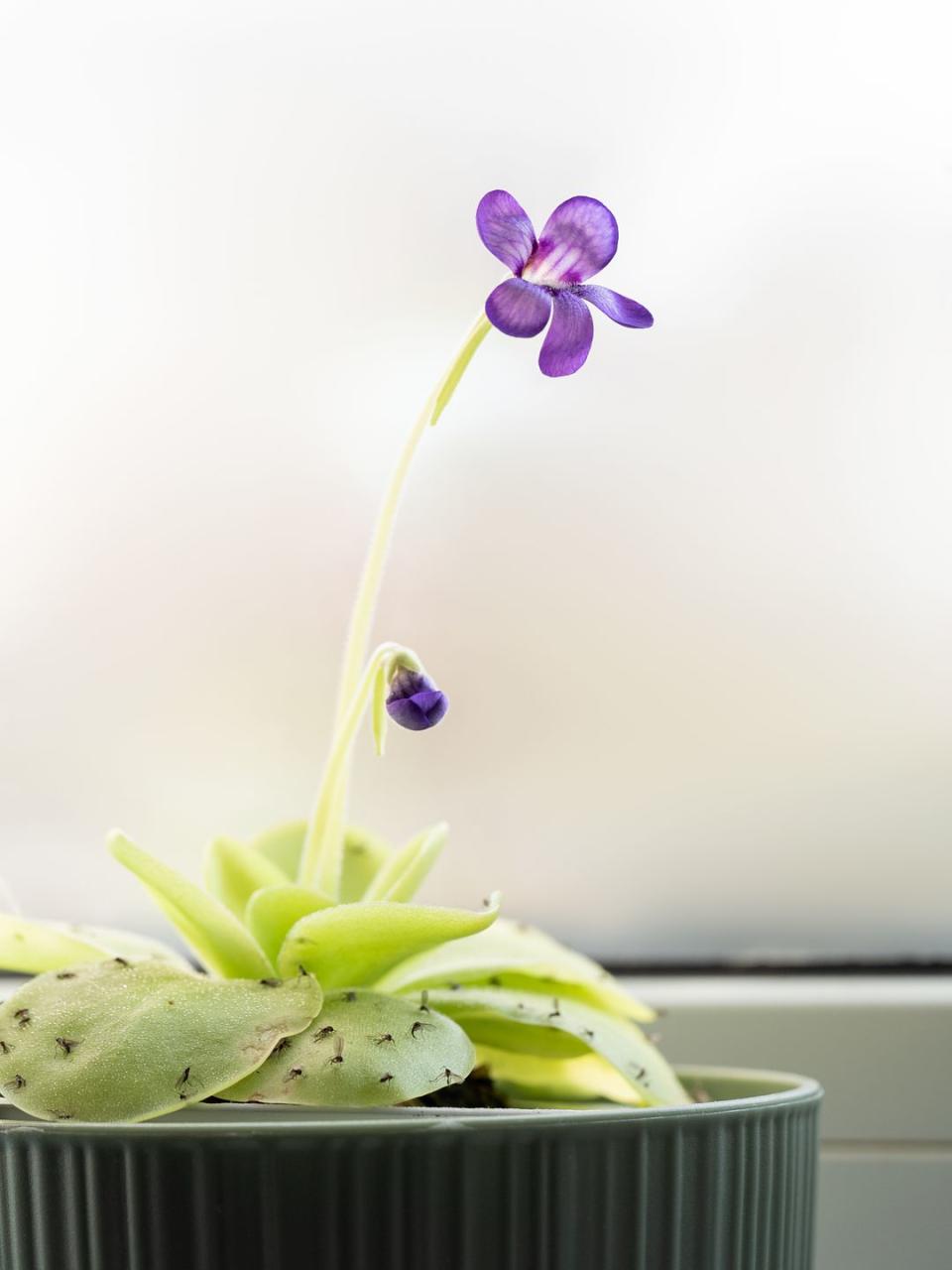 close up arnivorous plant with green sticky leaves and dead gnats on it, blooming with purple flower pinguicula tina as house plant in flower pot