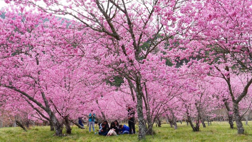 今年櫻花季疏運時程正式宣布於2月8日登場，持續至2月29日，共計22日。   圖：公路局／提供