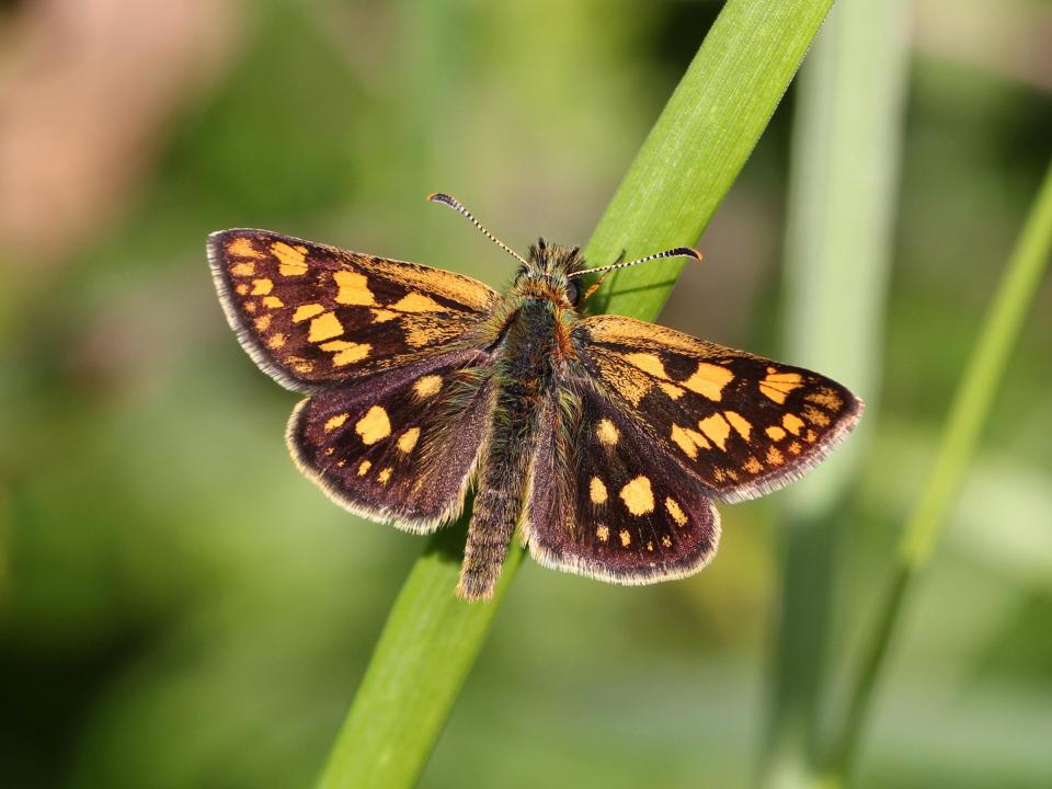 Butterfly to be reintroduced to England after dying out more than 40 years ago