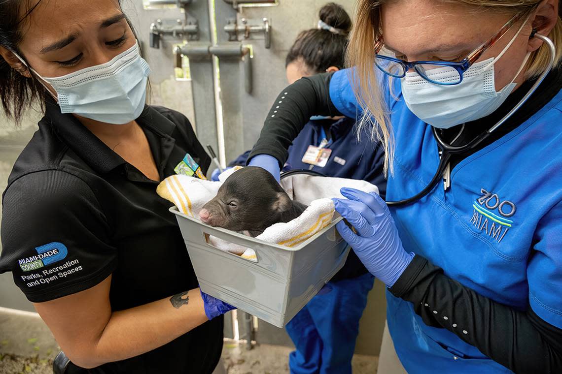 Zoo Miami staff examine Kematee and Hank’s newborn sloth cubs at the Kendall attraction one month after their Dec. 4, 2023, birth.