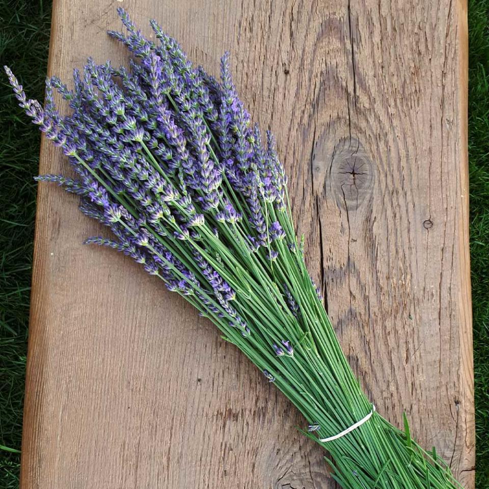 bunch of lavender