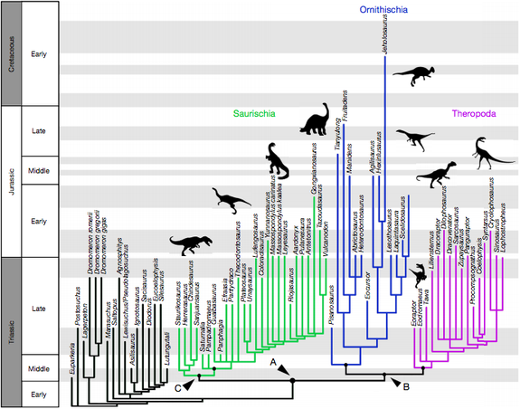 The proposed new family tree of dinosaurs.