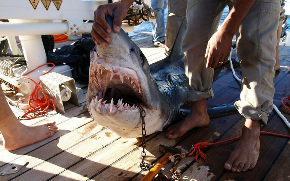 2010: The Egyptian ministry of environment released photos of a shark believed to be behind an attack on tourists in the Red Sea resort of Sharm el-Sheikh - AFP/Getty Images