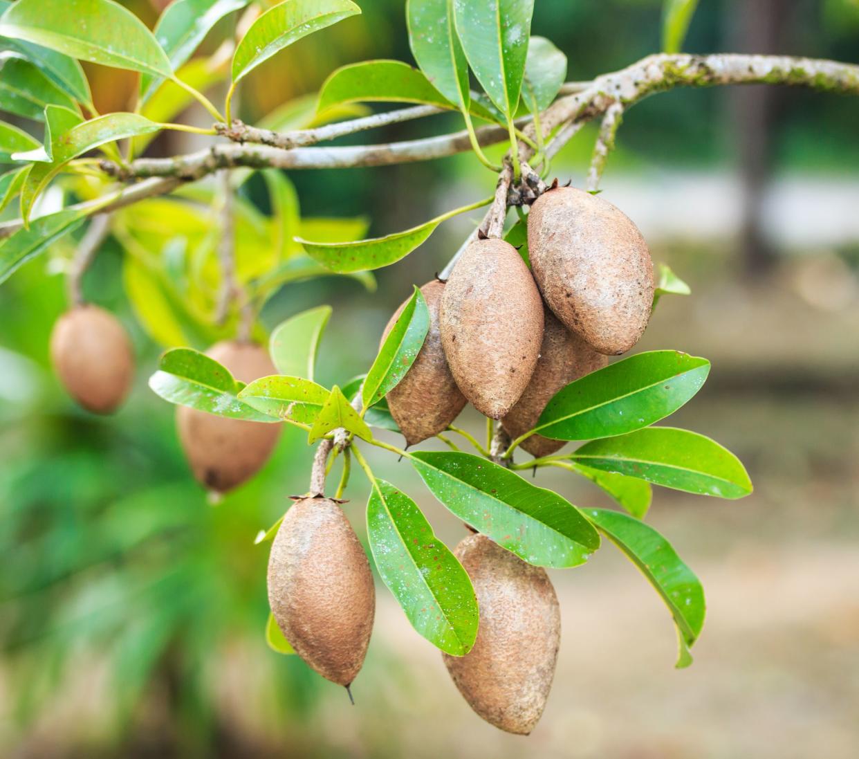 Sapodilla or Manilkara zapota can only survive in warm. The fruit has an exceptionally sweet and malty flavor.