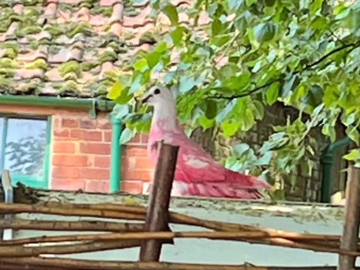 Farmer Kate Lamont said she was surprised on seeing a pink pigeon at her farm in Exmouth last year (Andrew Lamont)