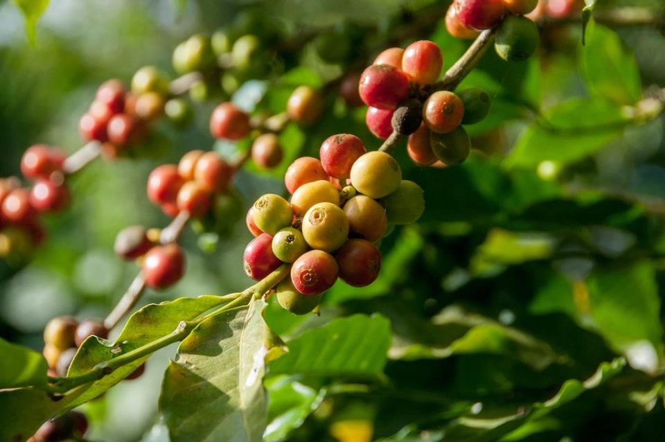 綜觀咖啡整個生命週期，種植階段產生的碳排放最多。圖片來源：Unsplash