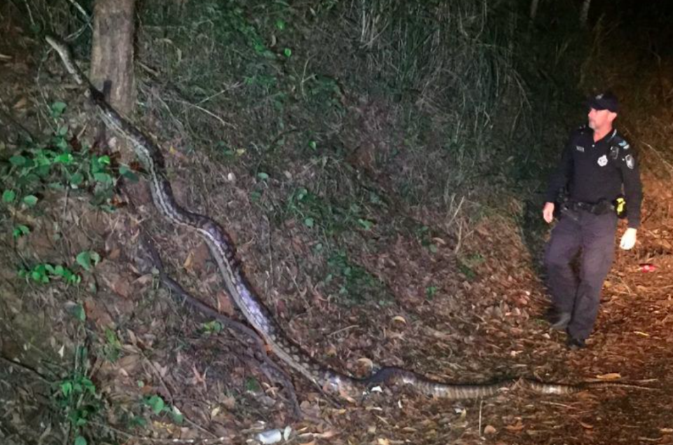 <em>The monster-sized snake measured around five metres long (Queensland Police)</em>