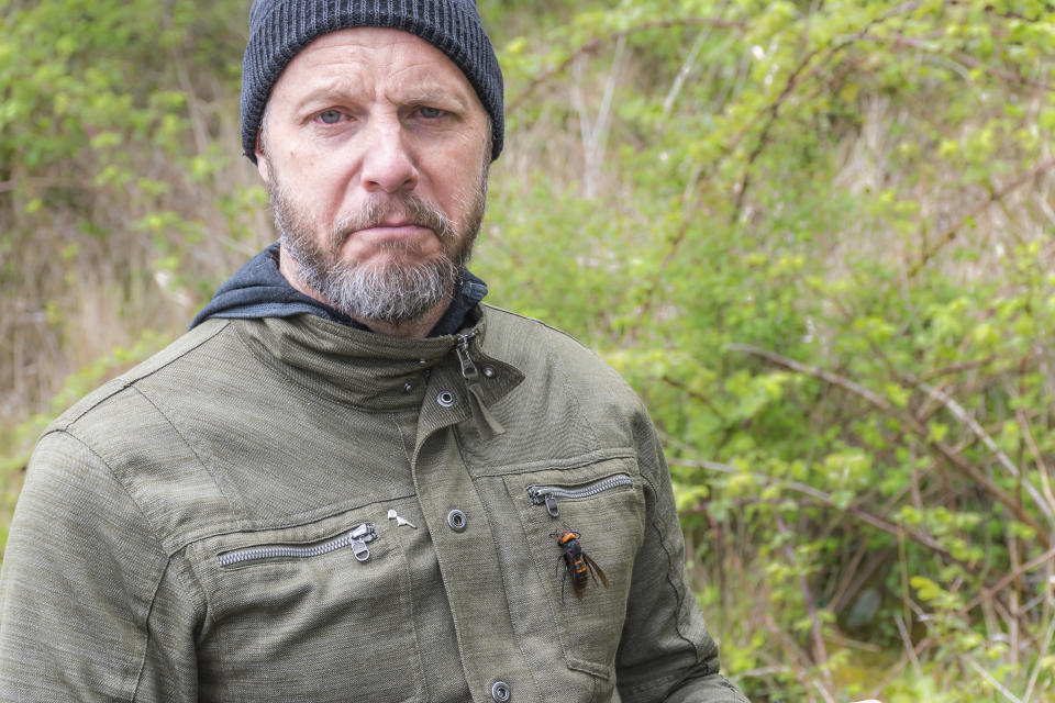 In this April 23, 2020, photo provided by the Washington State Department of Agriculture, Chris Looney, a Washington State entomologist, poses with a dead Asian giant hornet attached to his jacket in Blaine, Wash. The world's largest hornet, a 2-inch long killer with an appetite for honey bees, has been found in Washington state and entomologists are making plans to wipe it out. Dubbed the "Murder Hornet" by some, the Asian giant hornet has a sting that could be fatal to some humans. It is just now starting to emerge from hibernation. (Karla Salp/Washington State Department of Agriculture via AP)