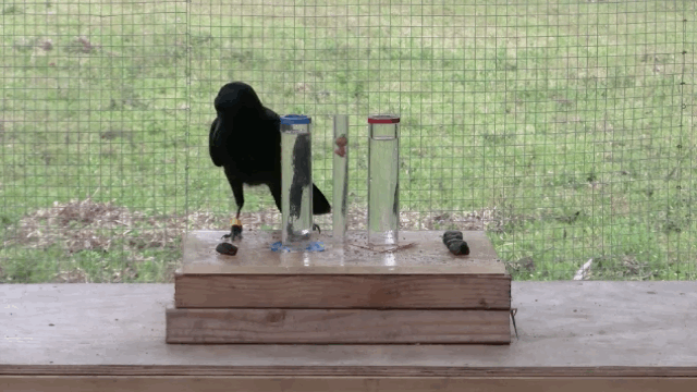 crow experiment 6.gif