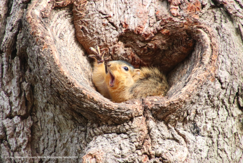 There is no way this cutey is missing out on a treat. (Corey Seeman/Comedy Wildlife Photo Awards 2019)