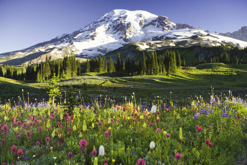 Wildflowers at Mt. Rainier National Park.