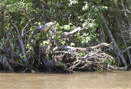 An American alligator perches on a tree branch in the Pearl River Delta, Mississippi, in this undated handout photo received on February 14, 2014. REUTERS/Kristine Gingras/Handout via Reuters