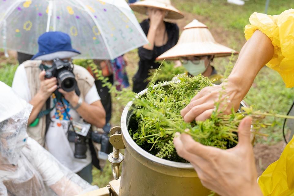 在宜蘭雙連埤，將石薺薴放入精油蒸餾器中。（圖片提供／林業試驗所）