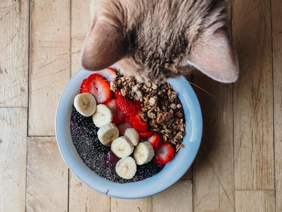 cat sticking its head over a smoothie bowl with lots of colorful toppings