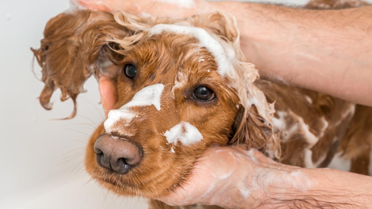  English cocker spaniel. 