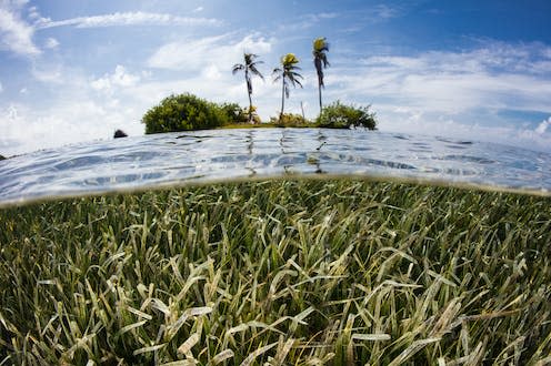   <span class="attribution"><a class="link " href="https://www.shutterstock.com/image-photo/shallow-seagrass-meadow-surrounds-tropical-island-1184202124" rel="nofollow noopener" target="_blank" data-ylk="slk:Ethan Daniels/Shutterstock;elm:context_link;itc:0;sec:content-canvas">Ethan Daniels/Shutterstock</a></span>