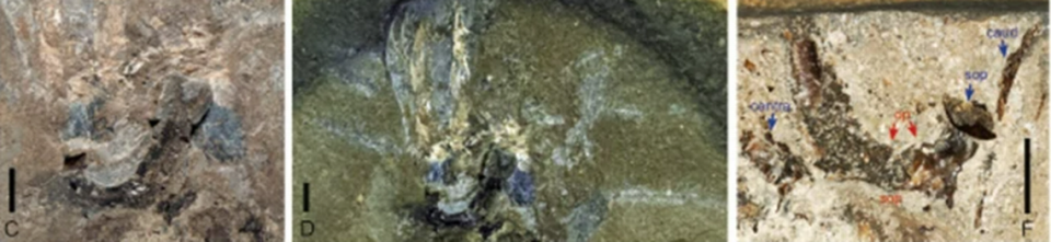 Photos show the fossilized squid as well as the two fish that were in its arms.