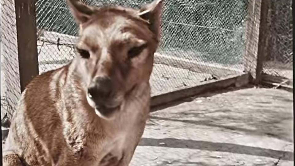 a color photo of the last living Tasmanian Tiger