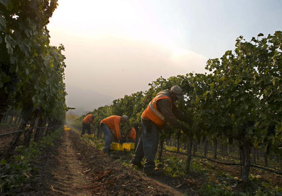 <p>Workers harvest a vineyard as smoke from a massive wildlife fills the air near Oakville, Calif ,Friday, Oct. 13, 2017. (Photo: Rich Pedroncelli/AP) </p>