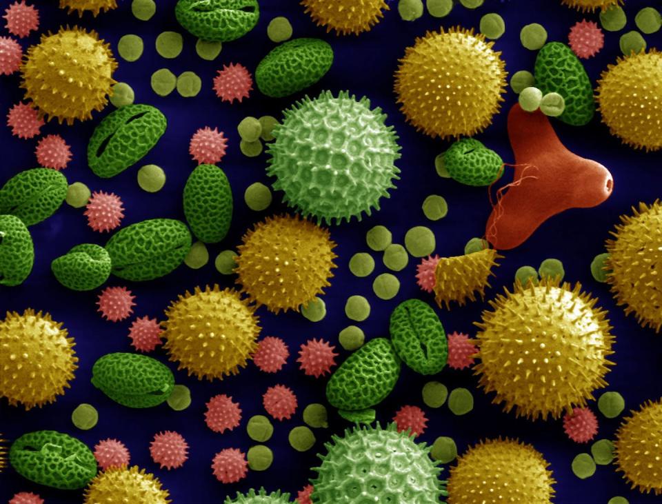 The pollen grains of various common plants like sunflower, morning glories, prairie hollyhock, oriental lily, evening primrose and castor bean – magnified 500 times and colorized in this image – display intricate patterns. <a href="https://en.wikipedia.org/wiki/Pollen#/media/File:Misc_pollen_colorized.jpg" rel="nofollow noopener" target="_blank" data-ylk="slk:Dartmouth Electron Microscope Facility;elm:context_link;itc:0;sec:content-canvas" class="link ">Dartmouth Electron Microscope Facility</a>