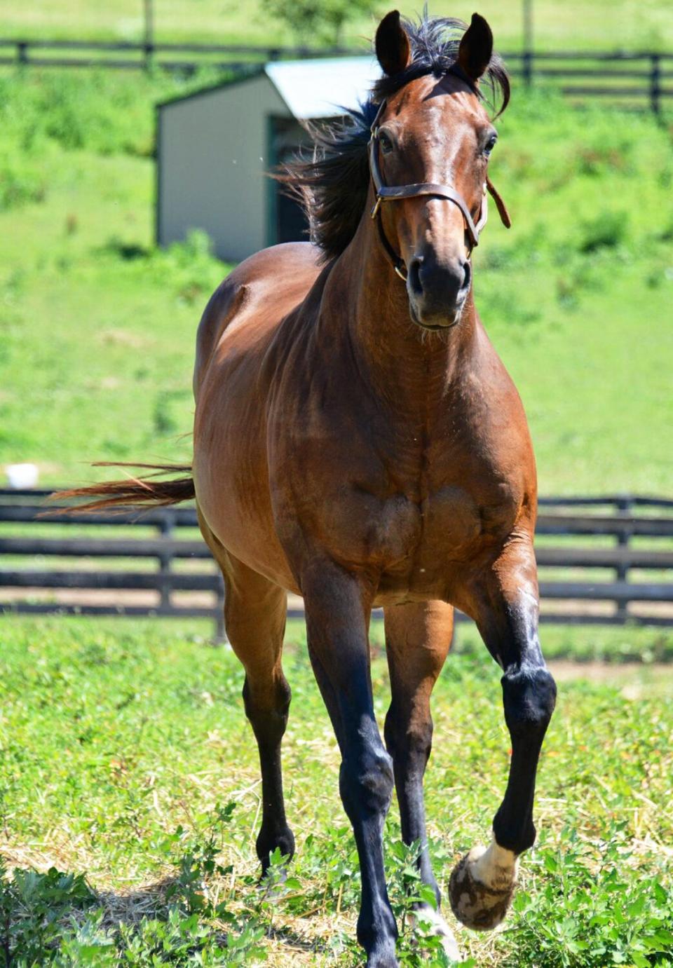 Seabiscuit Horse Actor Popcorn Deelites