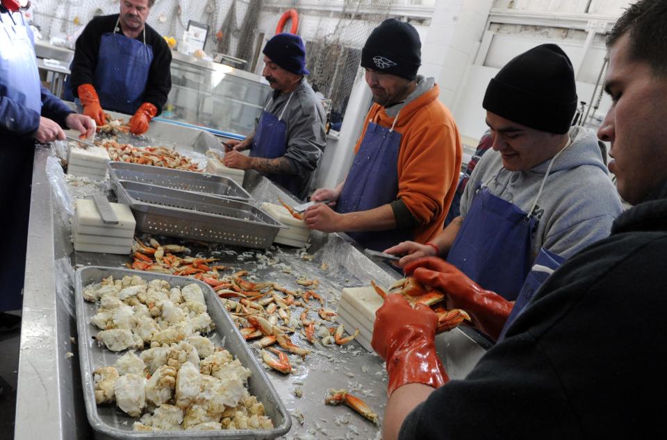 CALIXTRO ROMIAS/The Record 1/10/13 Seafood Express employees cracking crabs for an upcoming crab feed being held in Stockton.  The business is located on east Miner Avenue in Stockton.Transmission Reference: REC1301101651144195