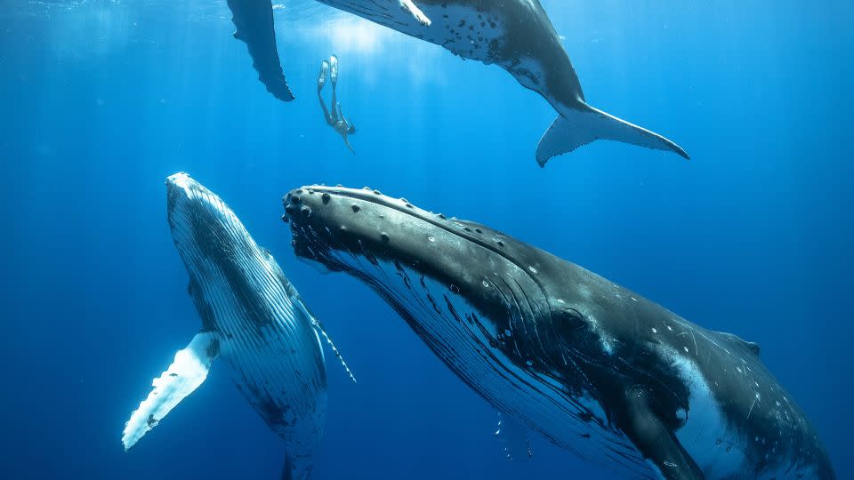 Three young humpback whales, each as big as a bus, dwarf a free diver.  - Karim Iliya