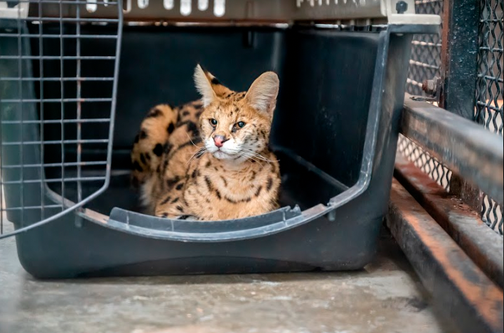 The rescued serval.