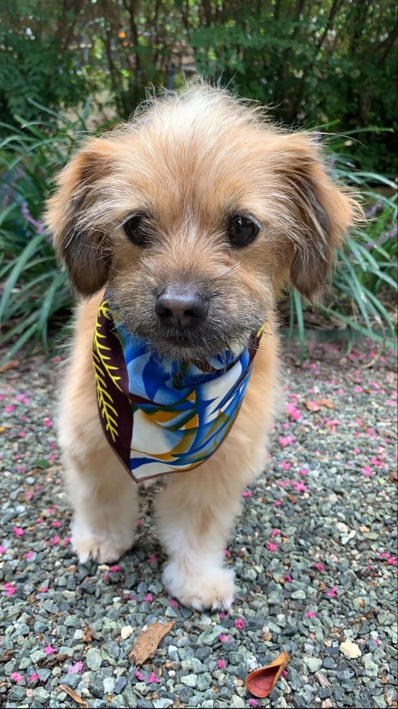 22) Flower Dog Collar- Bandana For Dogs- African Pet Bandana- Cute Dog Collar Gift For Birthday Gift- Adjustable Collar- Dog Accessories
