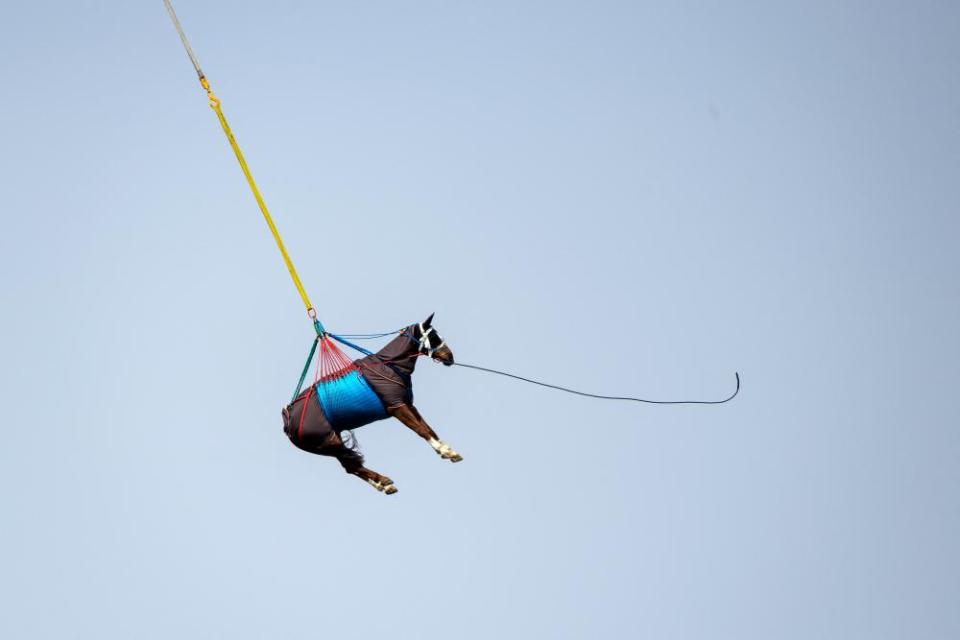 A horse being airlifted by Swiss army forces