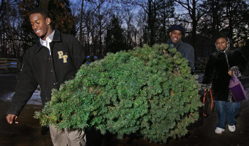 A family of three carries a Scotch or Scots pine tree outside