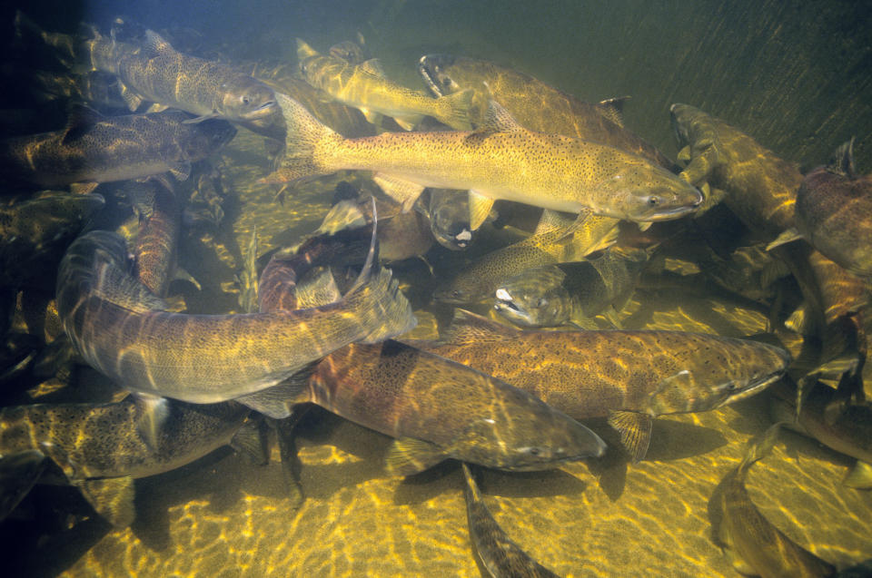 Chinook Salmon Spawning in Snake River