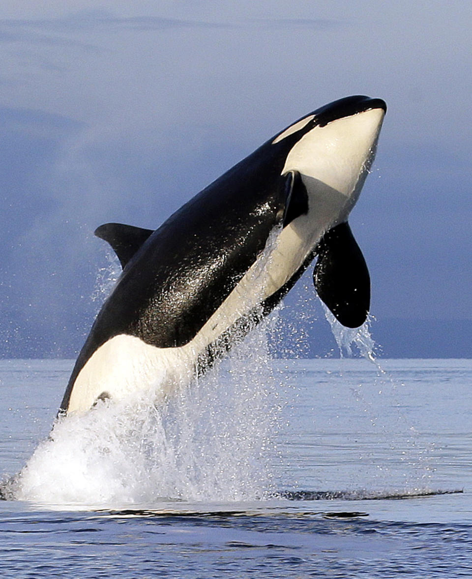 FILE - In this Jan. 18, 2014, file photo, an endangered southern resident female orca leaps from the water while breaching in Puget Sound, west of Seattle. Seventeen states sued the Trump administration Wednesday, Sept. 25, 2019, to block rules weakening the Endangered Species Act, saying the changes would make it tougher to protect wildlife even in the midst of a global extinction crisis. (AP Photo/Elaine Thompson, File)