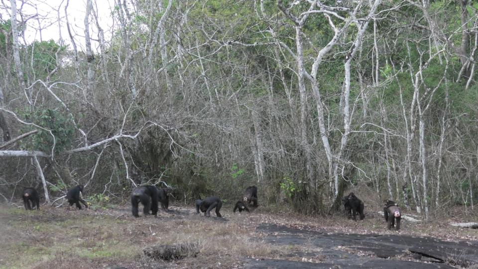 Chimpanzees leaving a hilltop after listening for signs of rivals